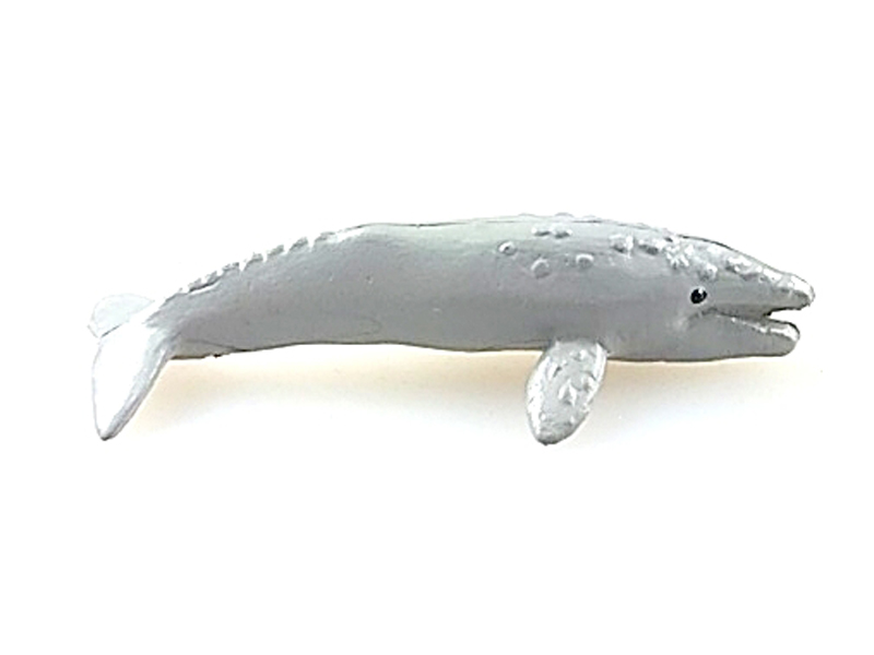 Gray Whale