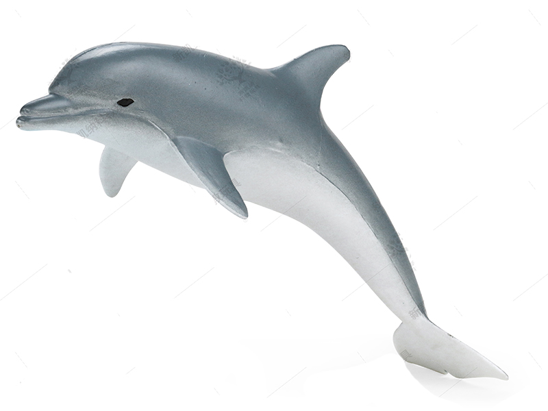 Dolphin Animal Model