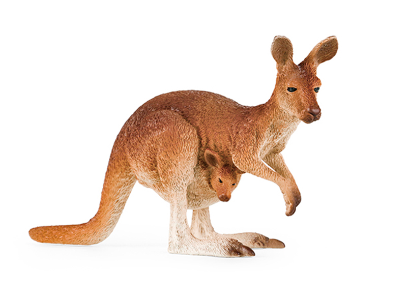 Kangaroo Animal Model