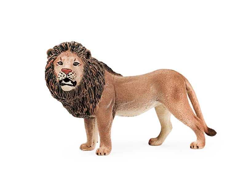 Male Lion Animal Model