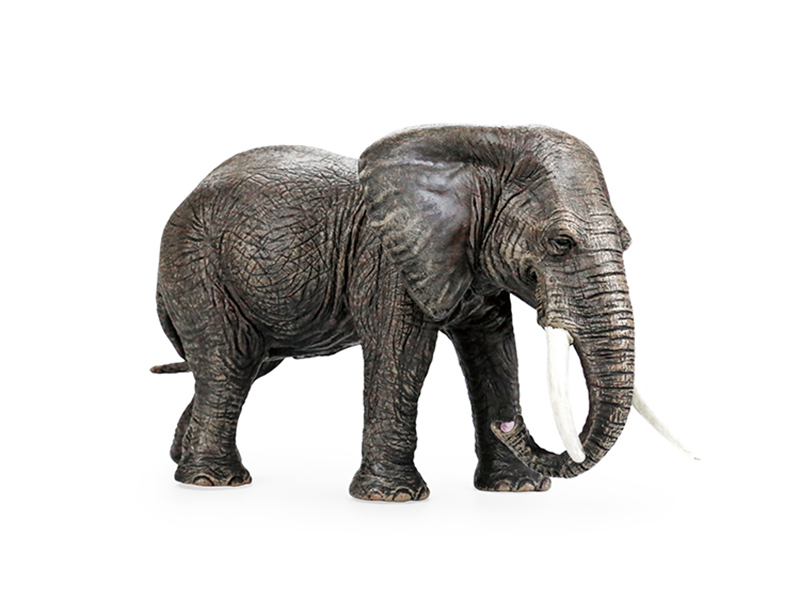 Female African Elephant Animal Model