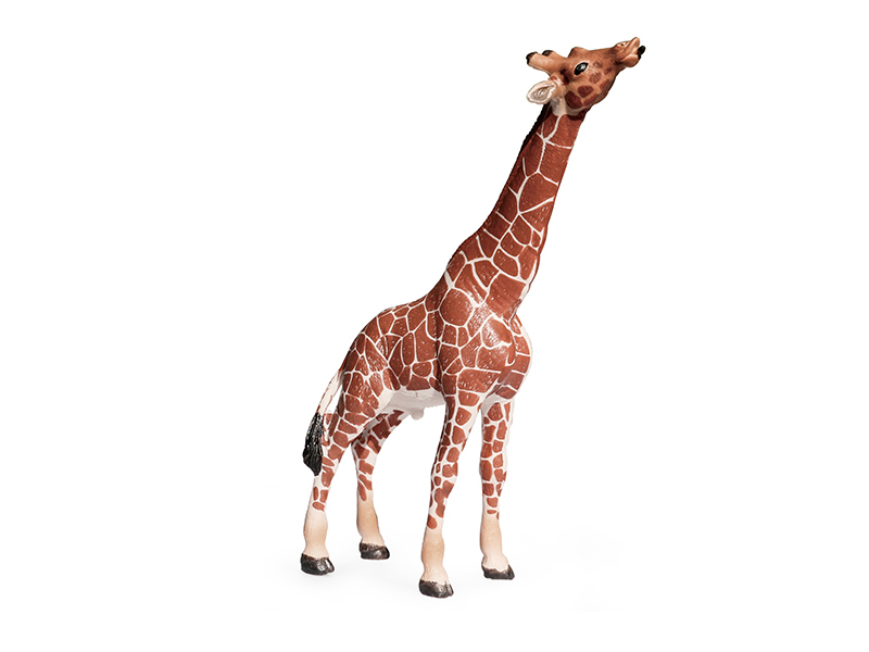 Male Giraffe Animal Model