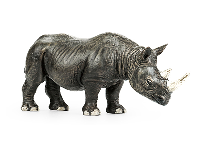 Rhinoceros Animal Model