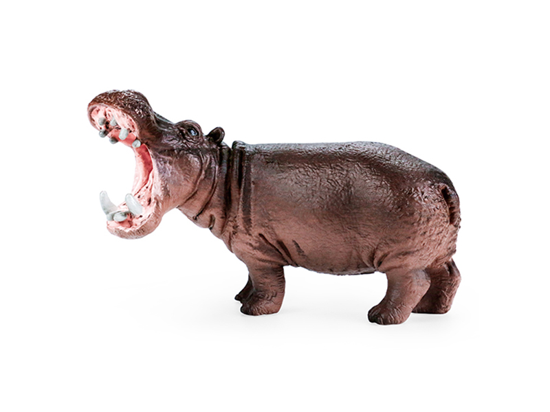Hippo Animal Model