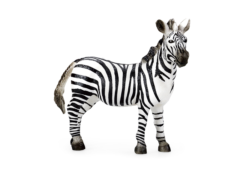 Zebra Animal Model