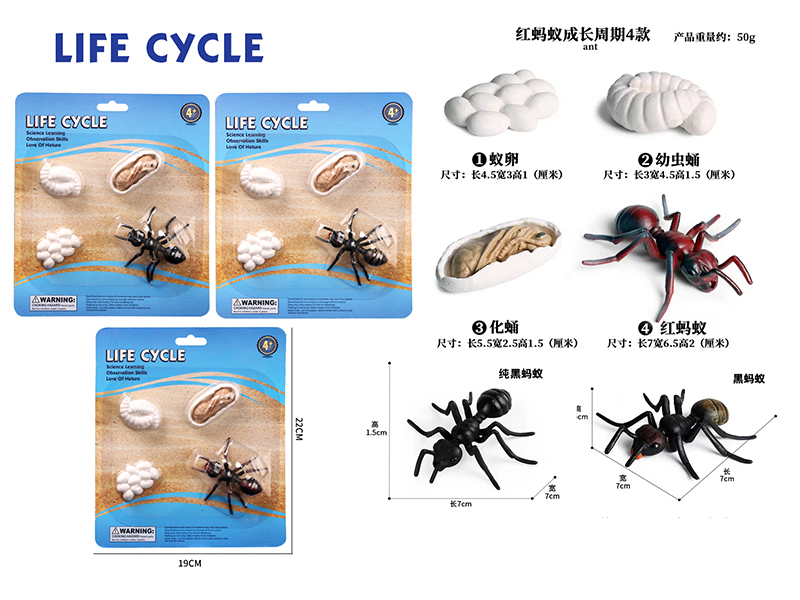 Growth Cycle - Ants