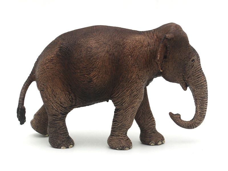 Female Asian Elephant