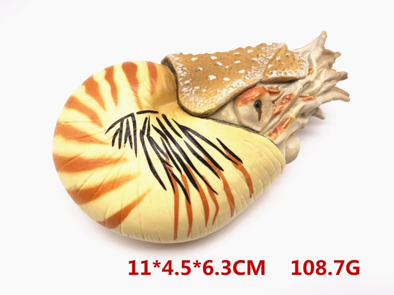 Nautilus