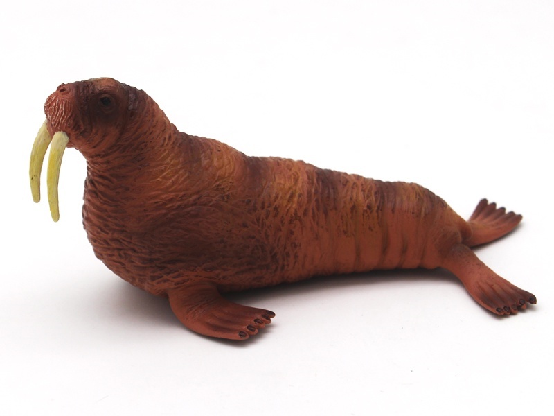 Walrus