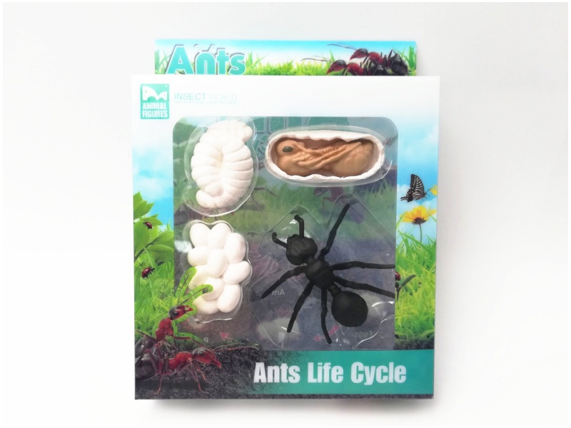 Ants Life Cycle Model