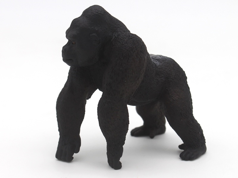 Chimpanzee