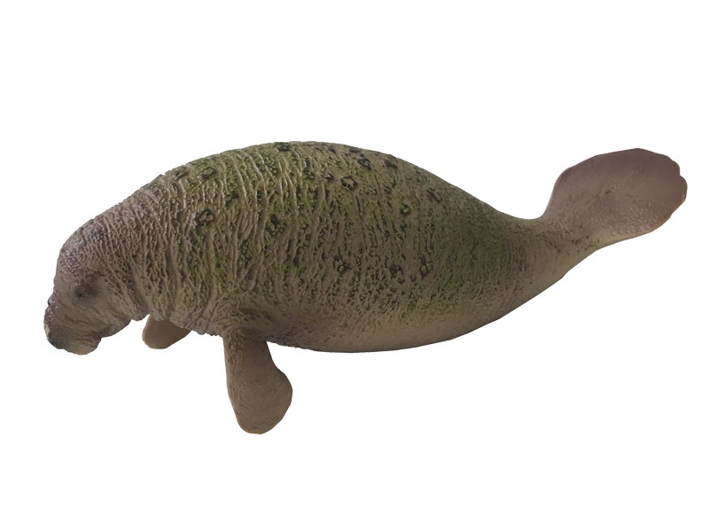 Manatee