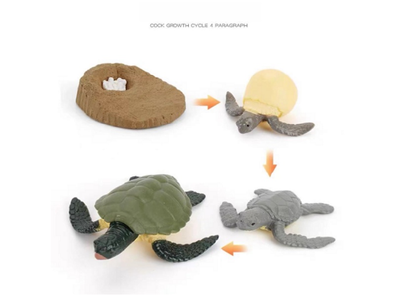 Turtles Life Cycle Model