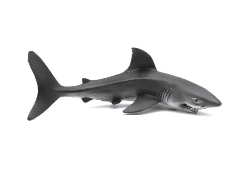 Great White Shark