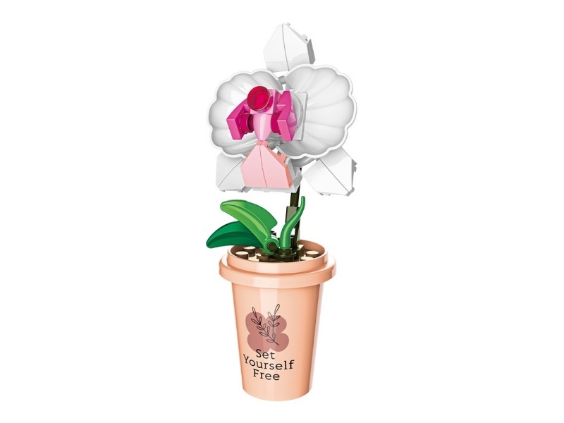 Phalaenopsis Building Blocks