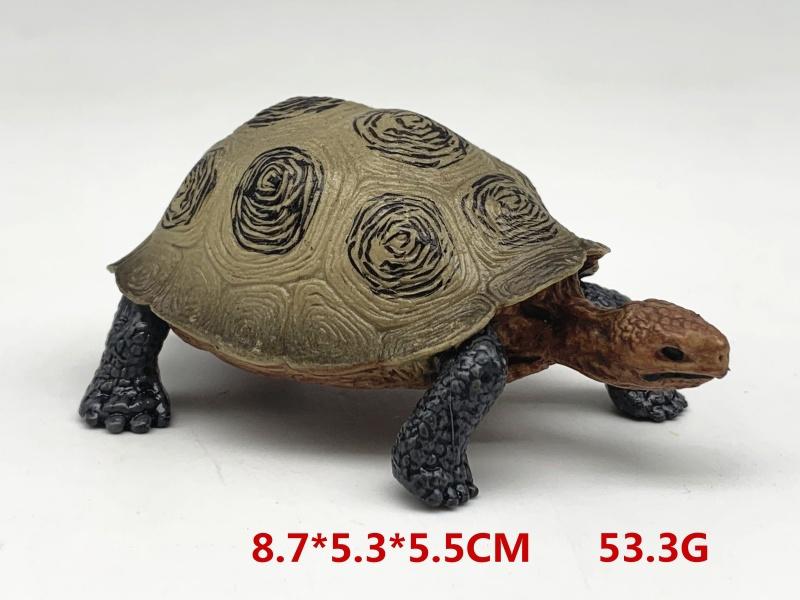 Tortoise