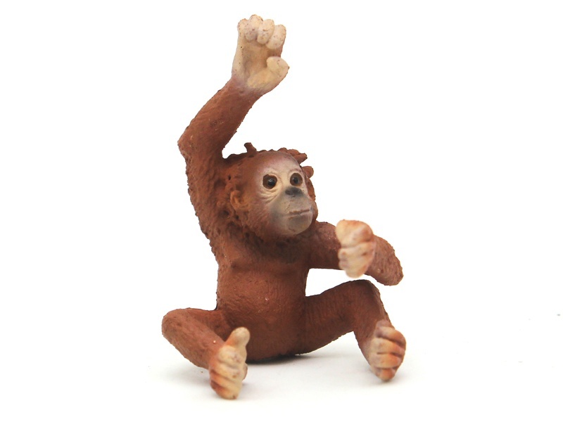 Little Orangutan