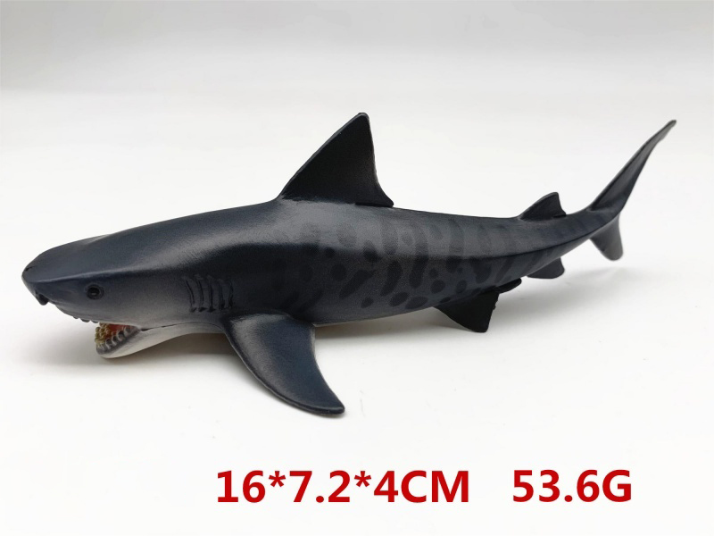 Little Tiger Shark