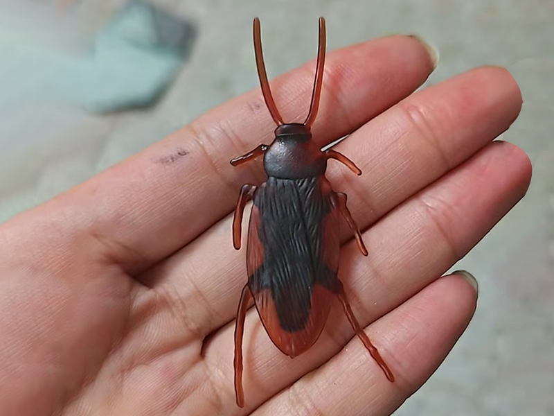 Large Cockroach Toy